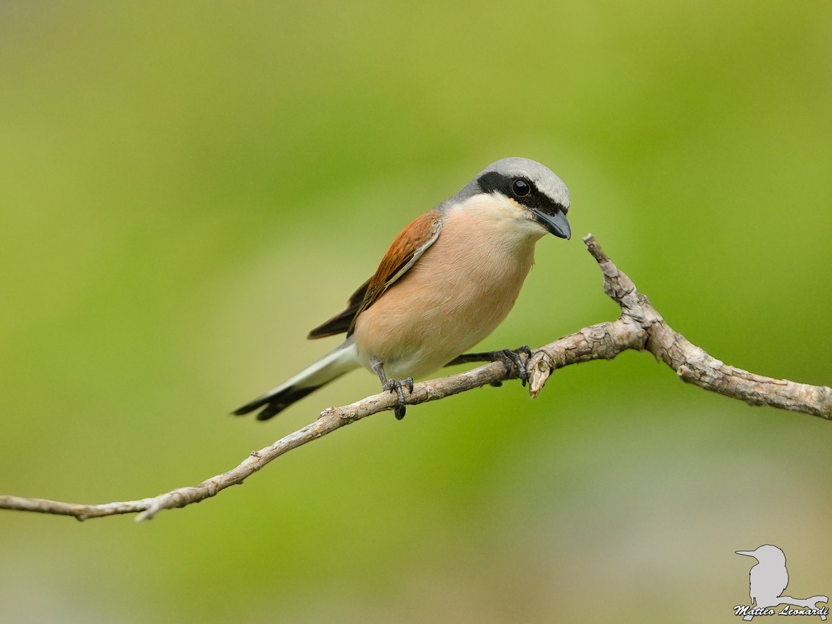 Averla Piccola Maschio - Alpi Apuane