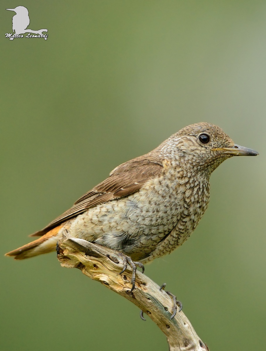 Codirossone - Alpi Apuane