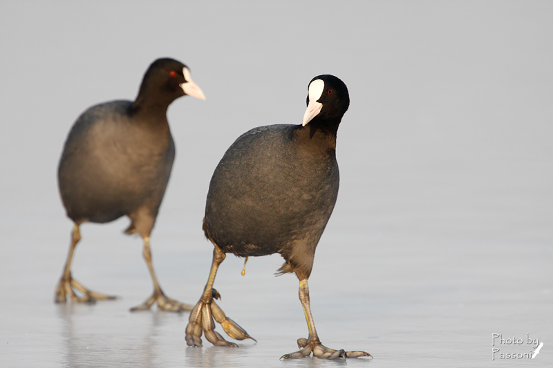 Quel brutto ceffo mi insegue... ed io me la faccio sotto!