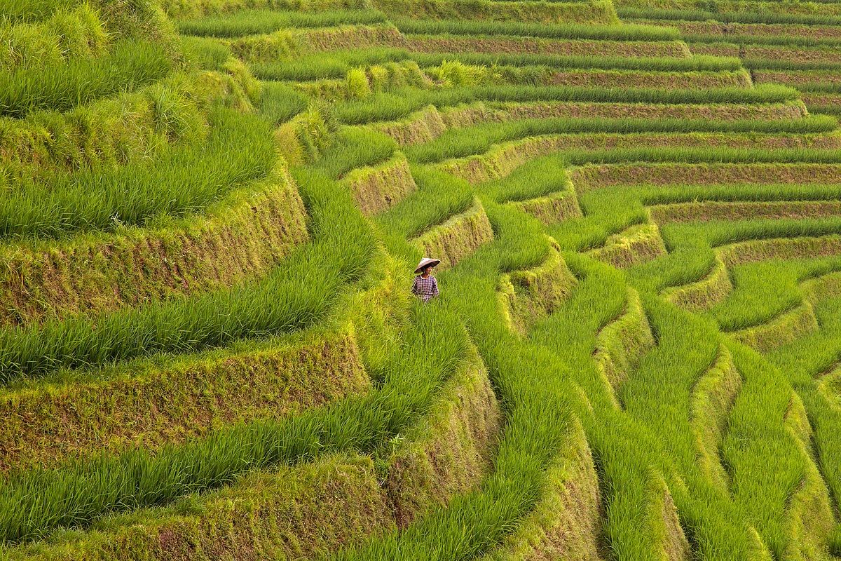 The Longsheng Rice Terraces China