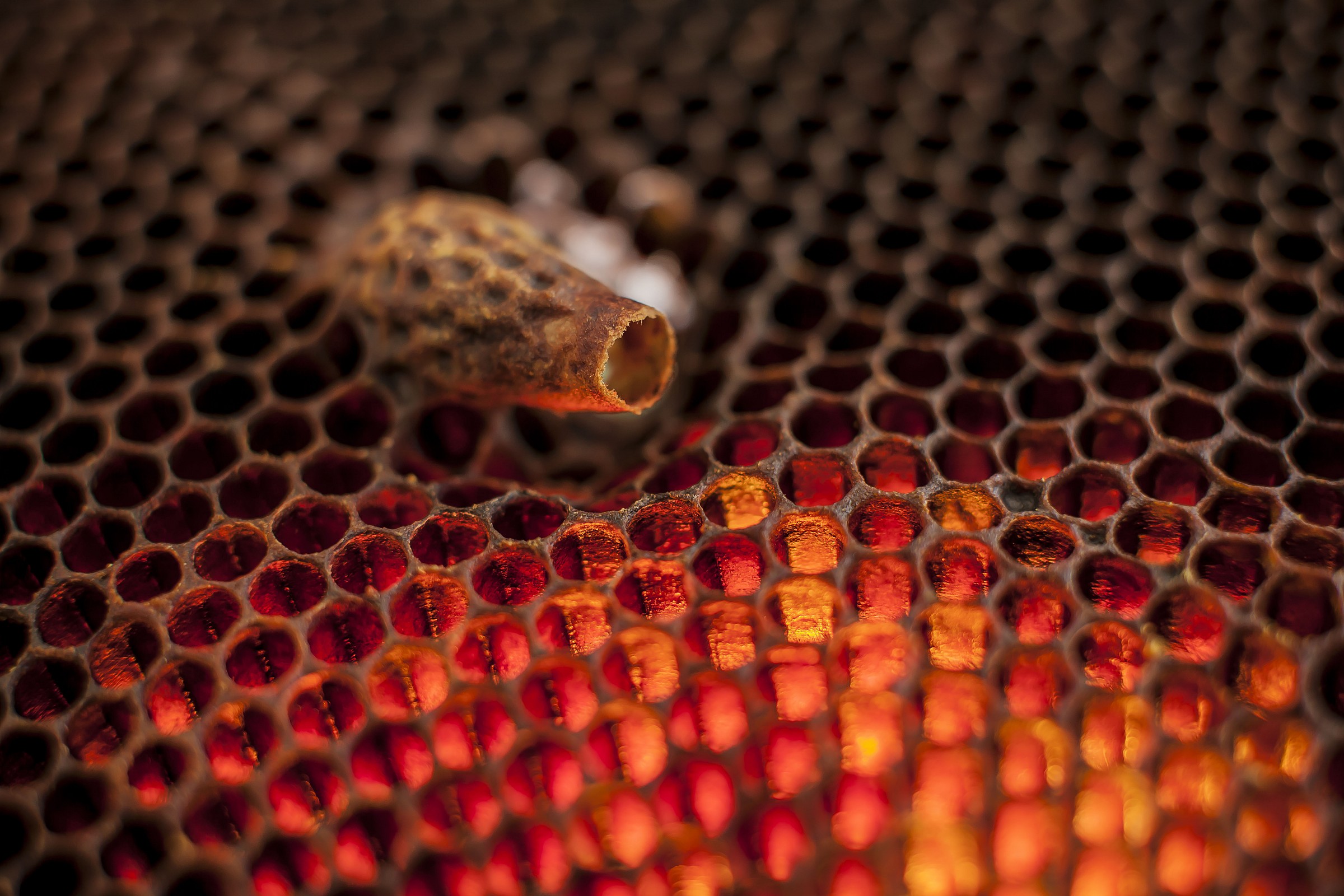 Lotta per la sopravvivenza