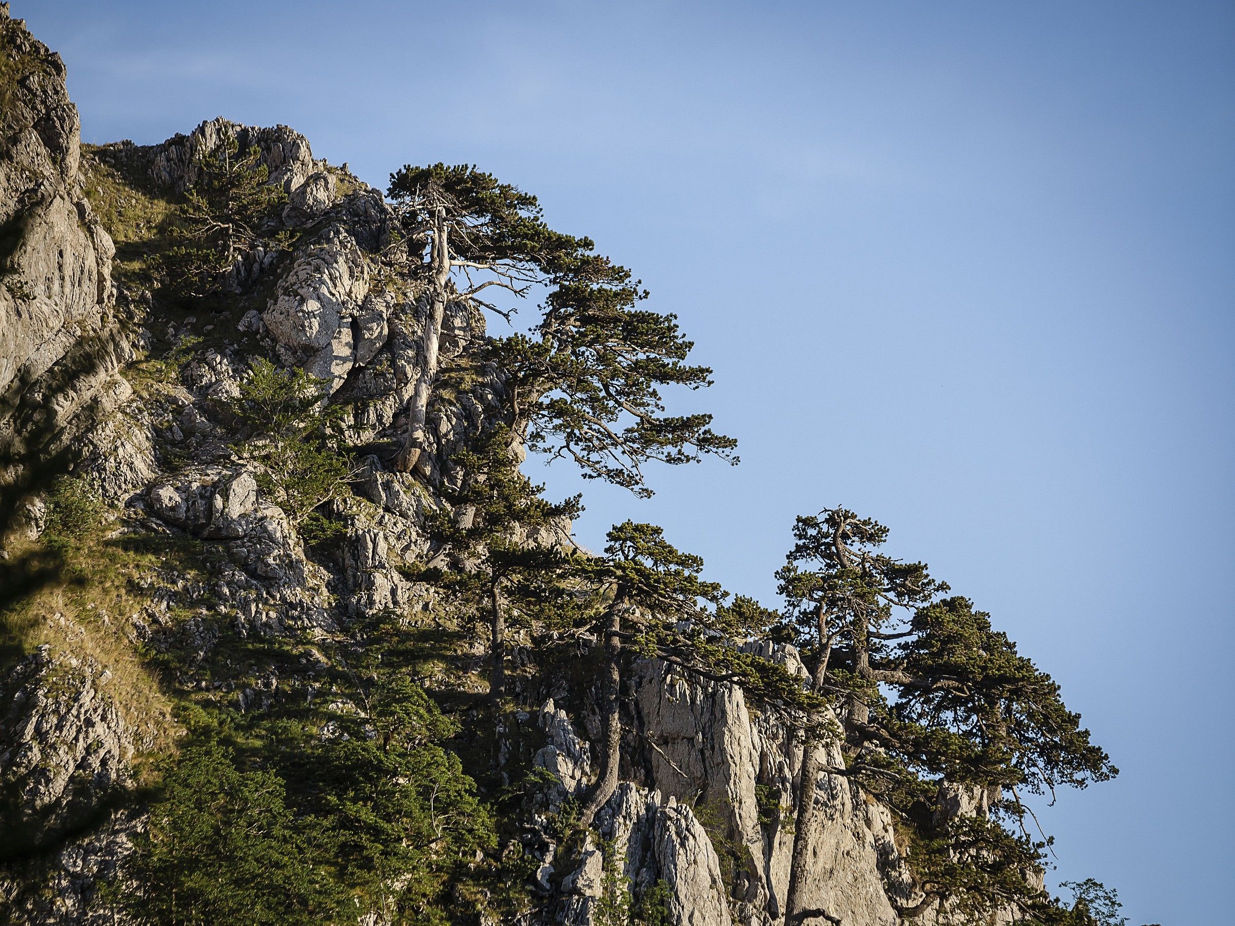 Pini Loricati in Pollino