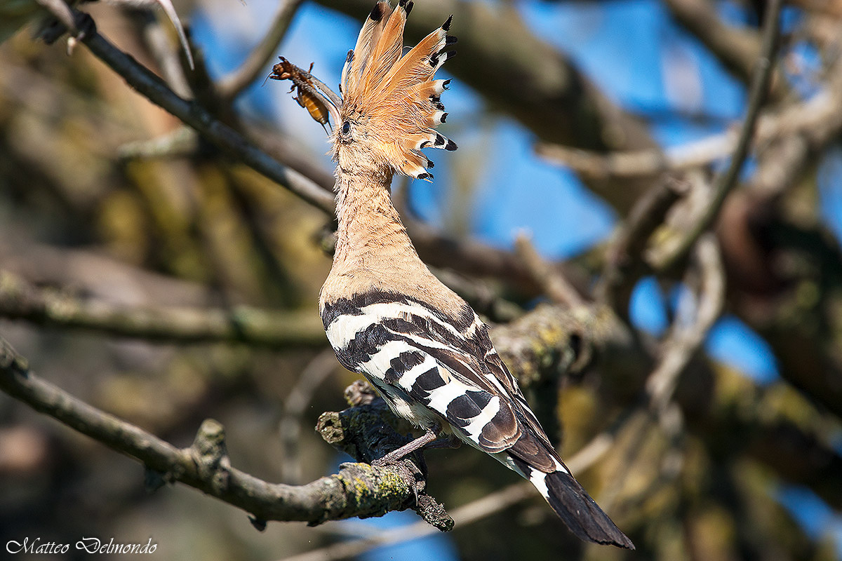 Hoopoe