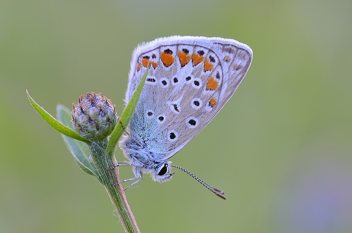 Lycaena