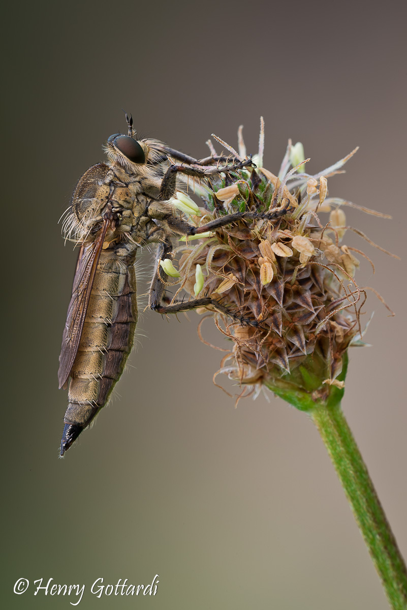 Born to Kill (Asilide)