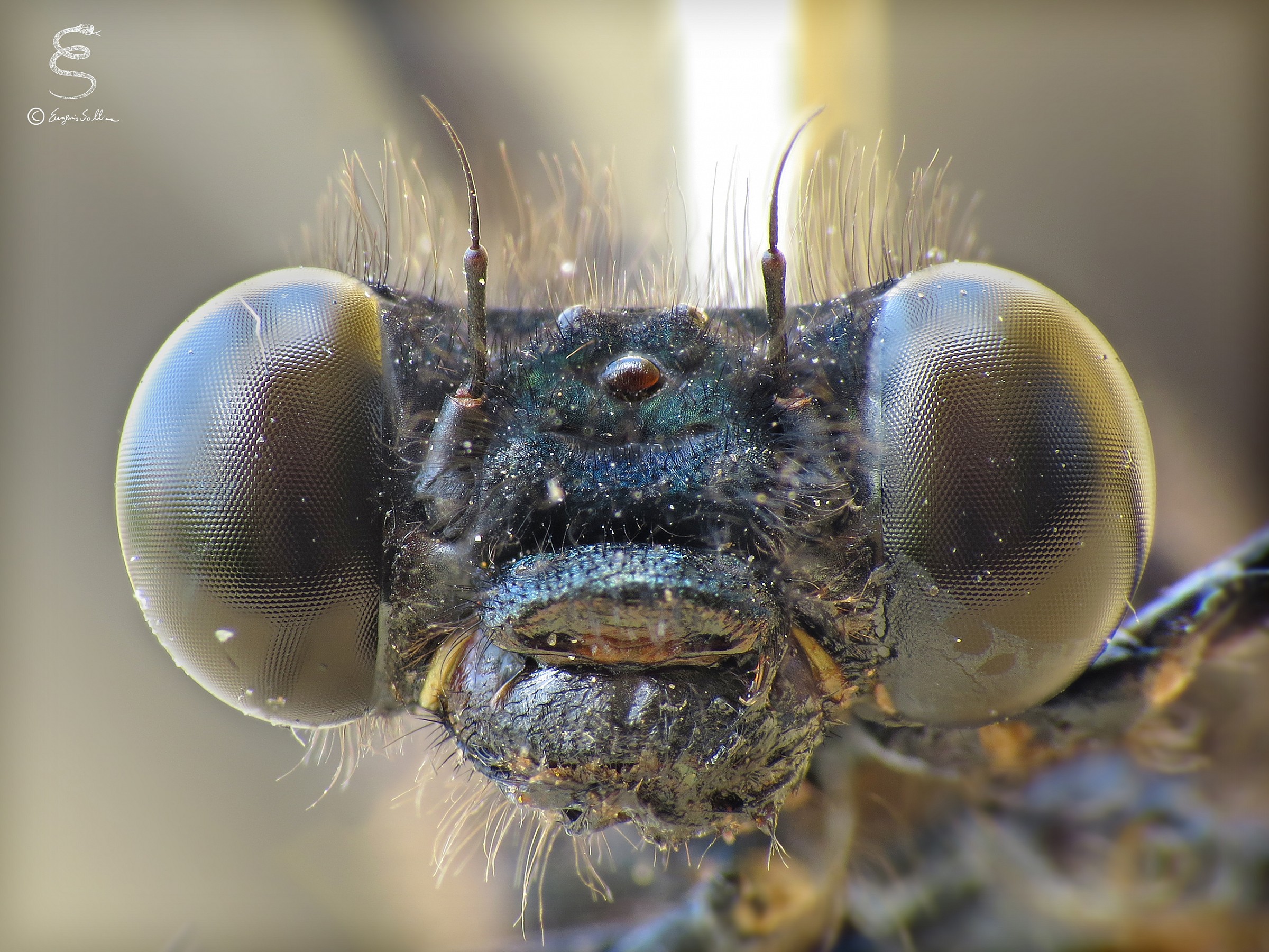 Calopteryx haemorrhoidalis