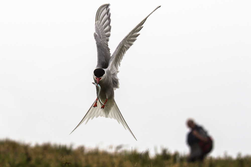 tern, 3