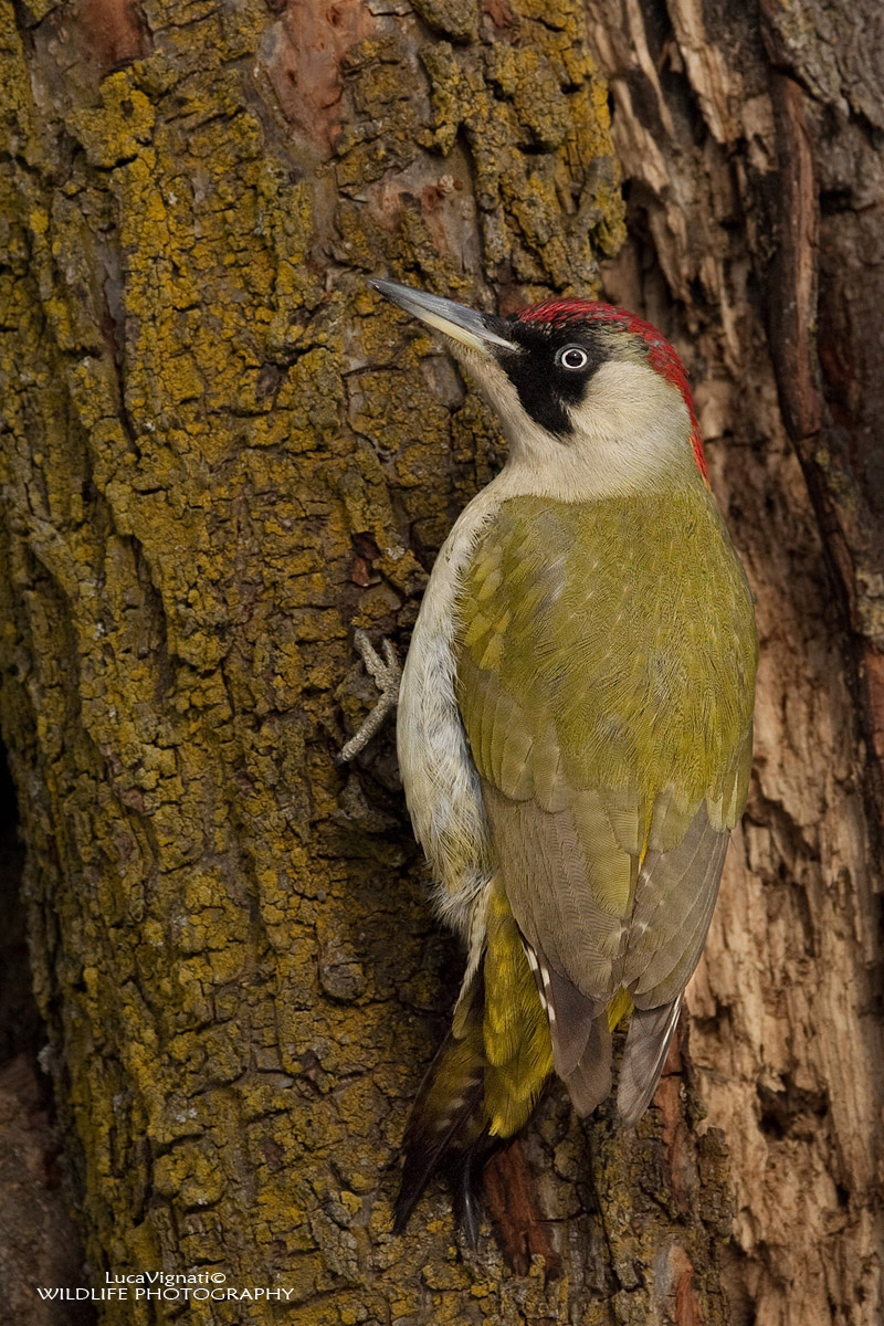 green woodpecker