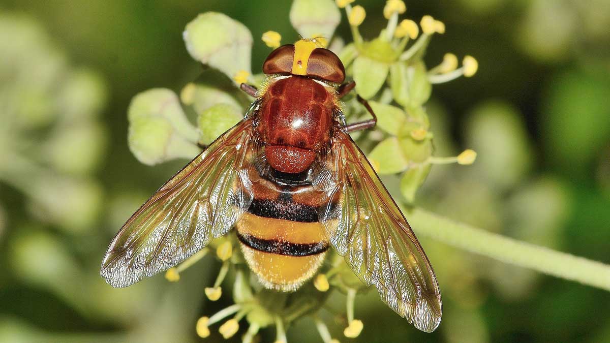 Volucella zonaria