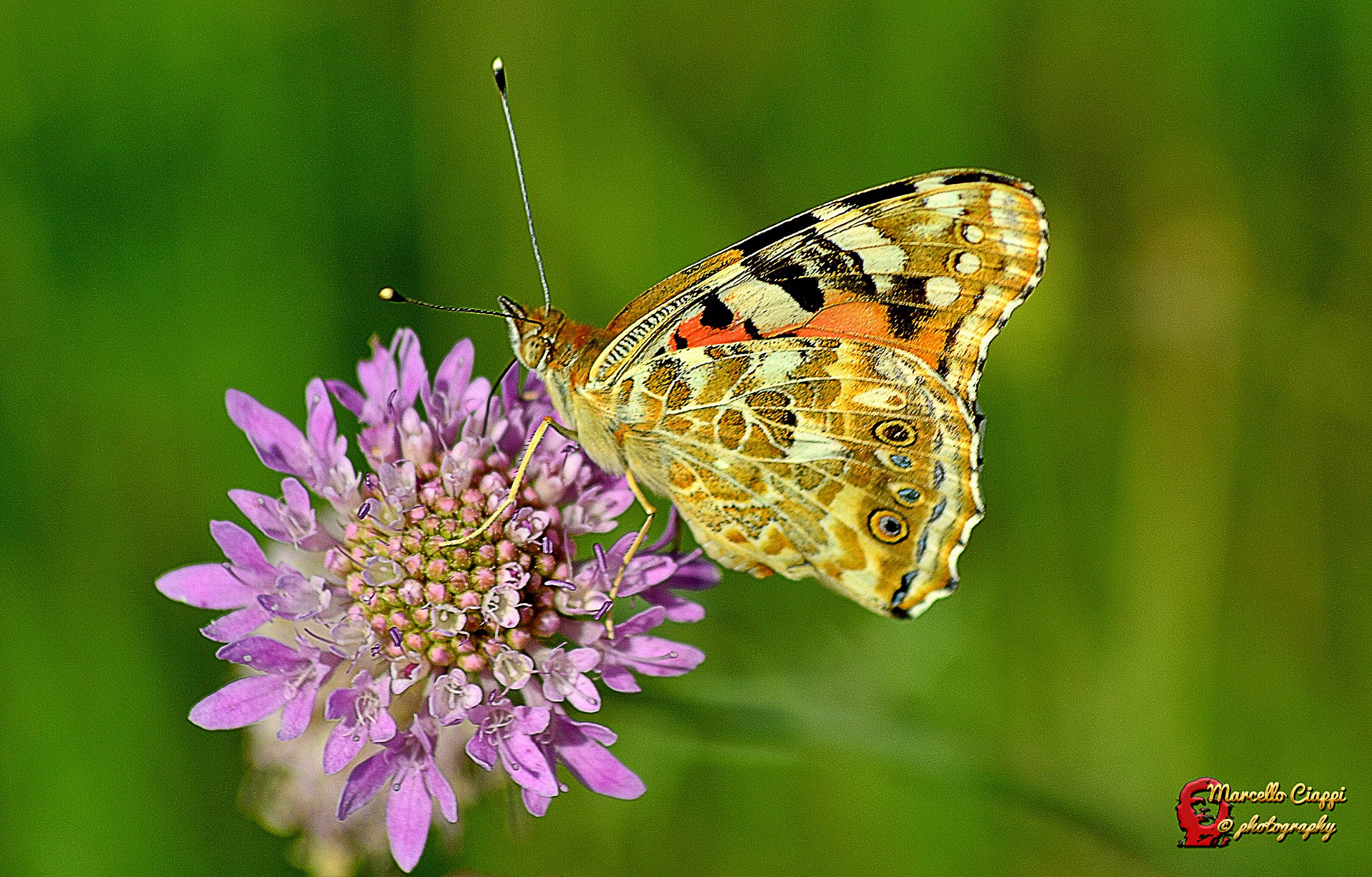 Vanessa cardui