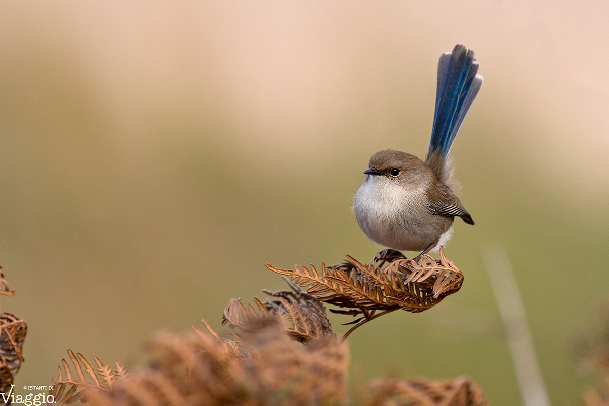 Scricciolo azzurro (femmina)