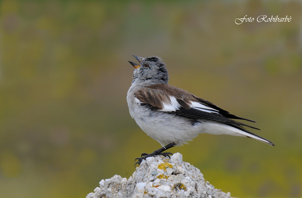 Fringuello alpino...