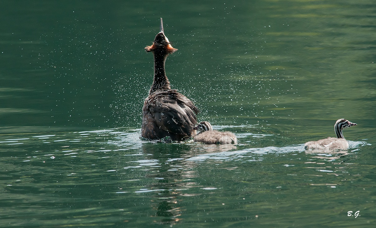 The bathroom of the Grebe