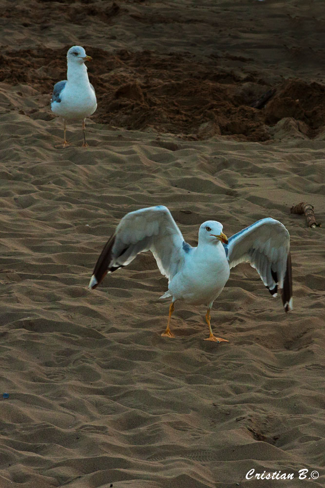 seagull