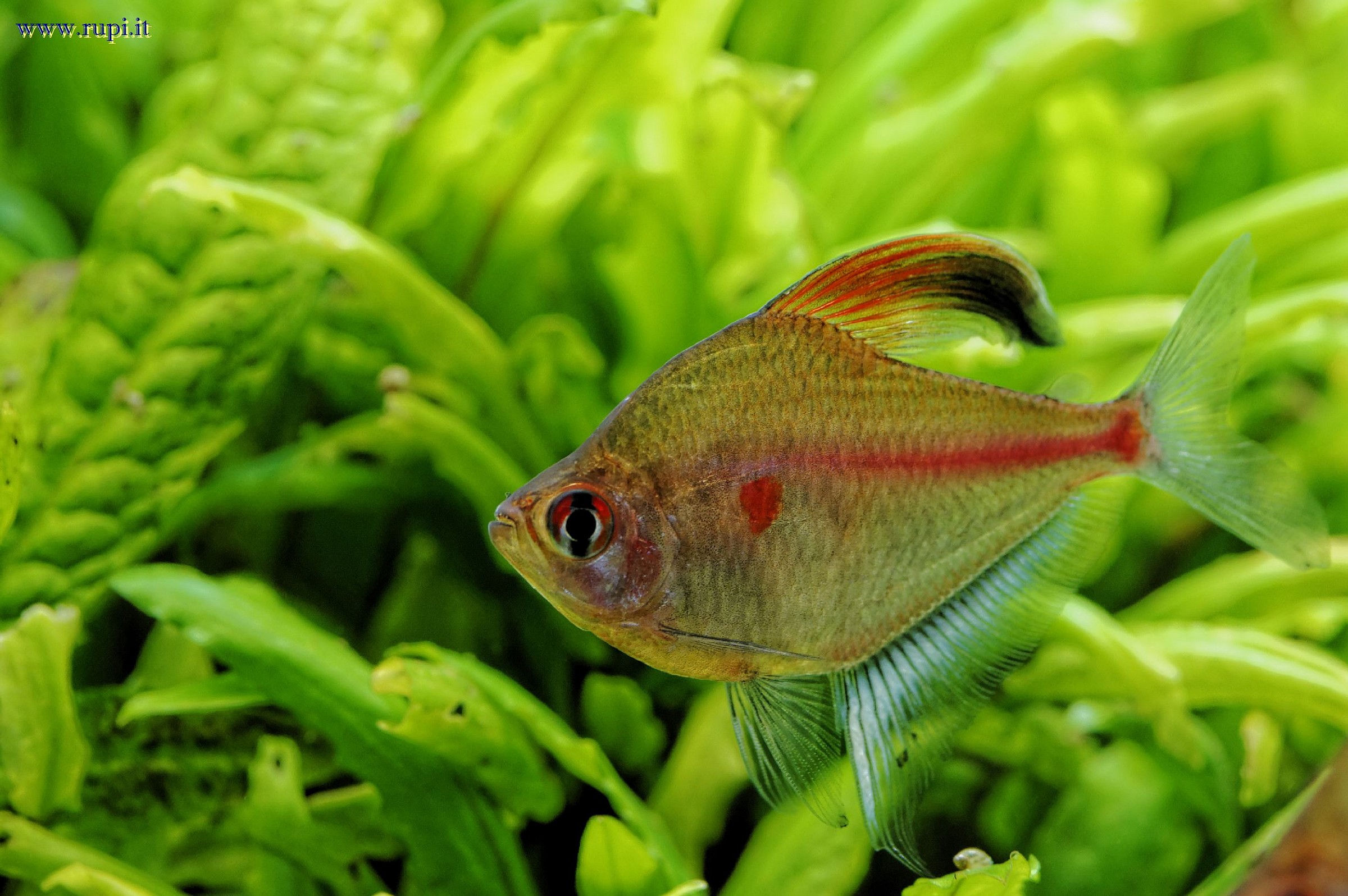 Hyphessobrycon Erythrostigma - 01