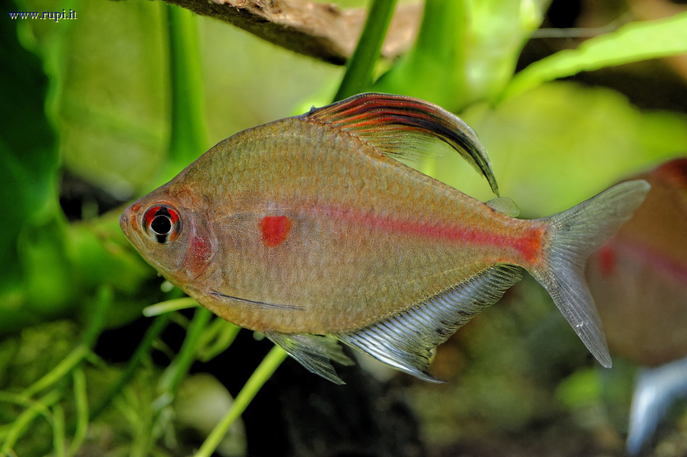 Hyphessobrycon Erythrostigma - 02