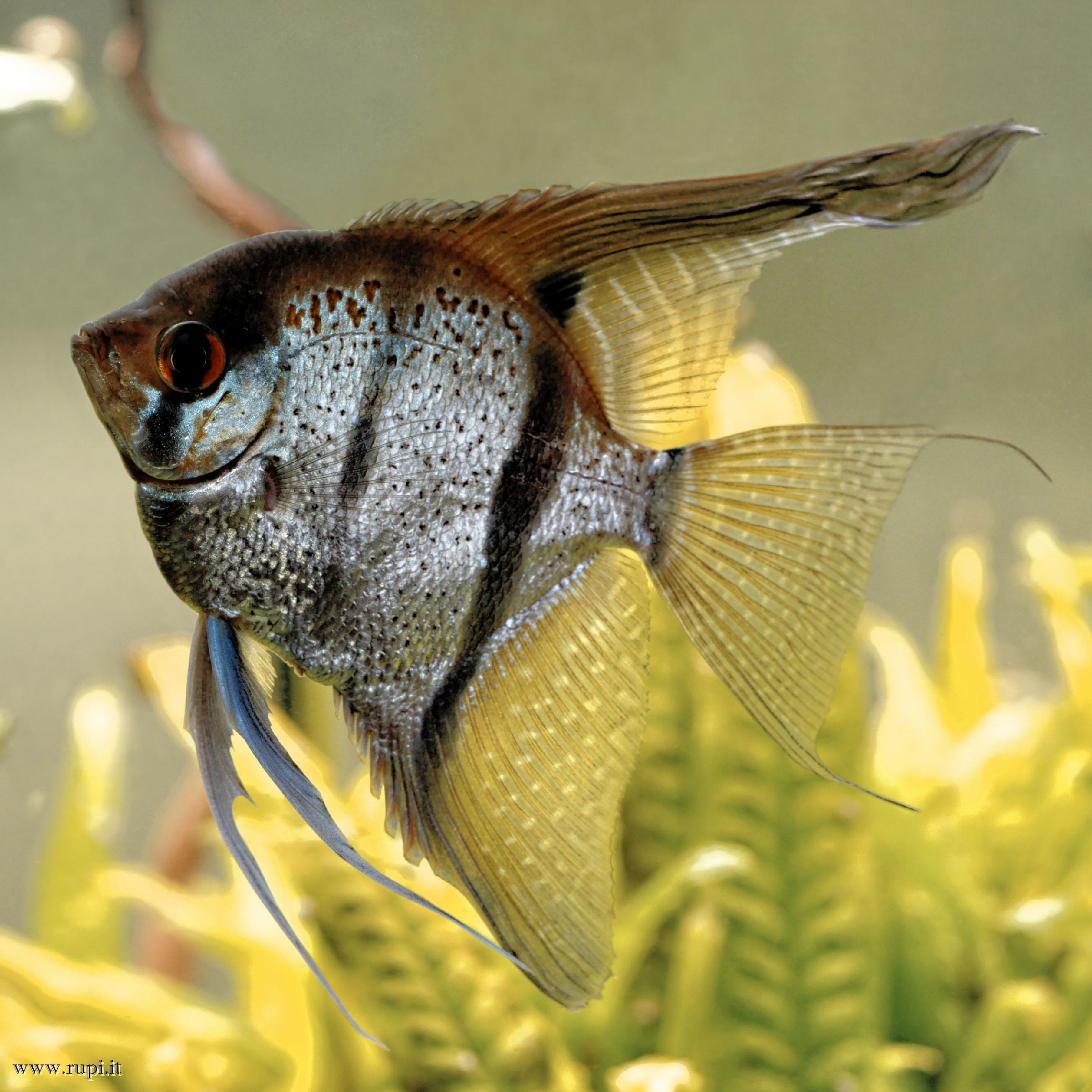 Pterophyllum Scalare