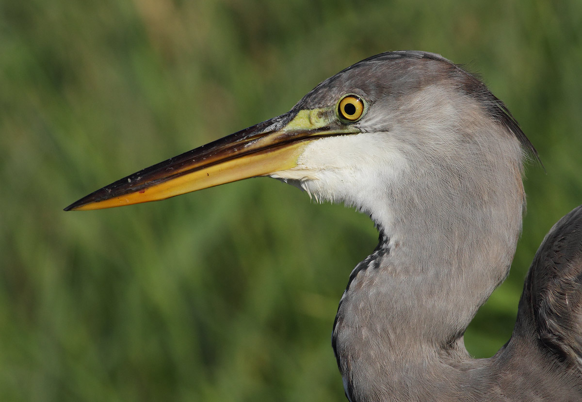 Grey Heron