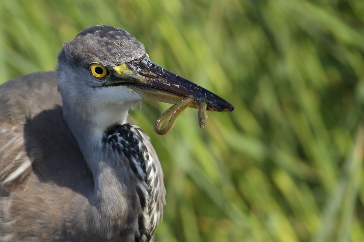 Grey Heron with eel