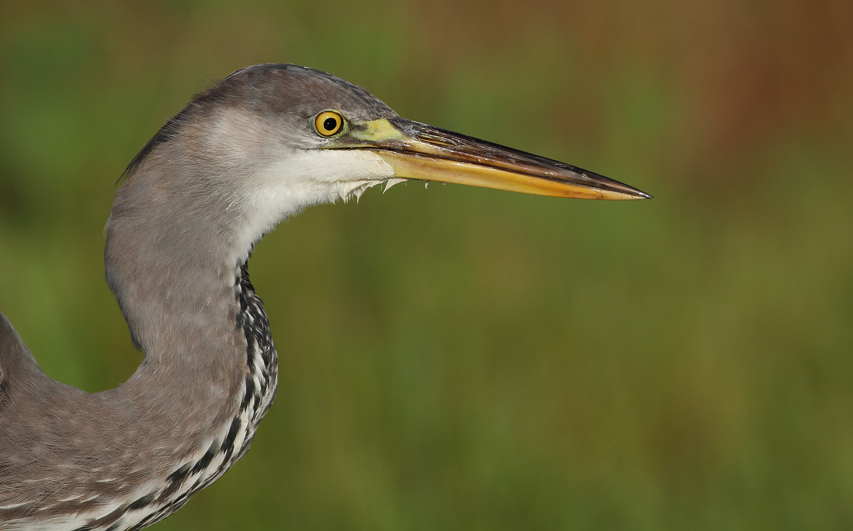 Portrait of a Heron