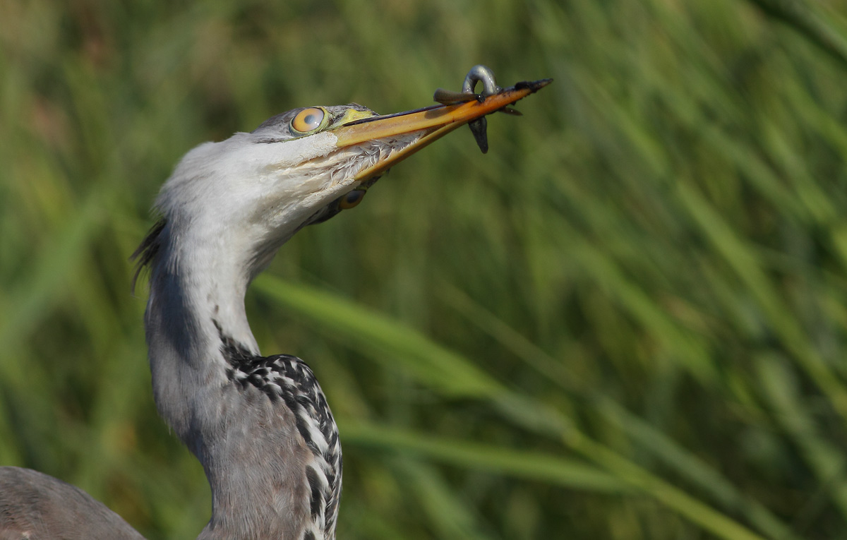 Detail of the bill under