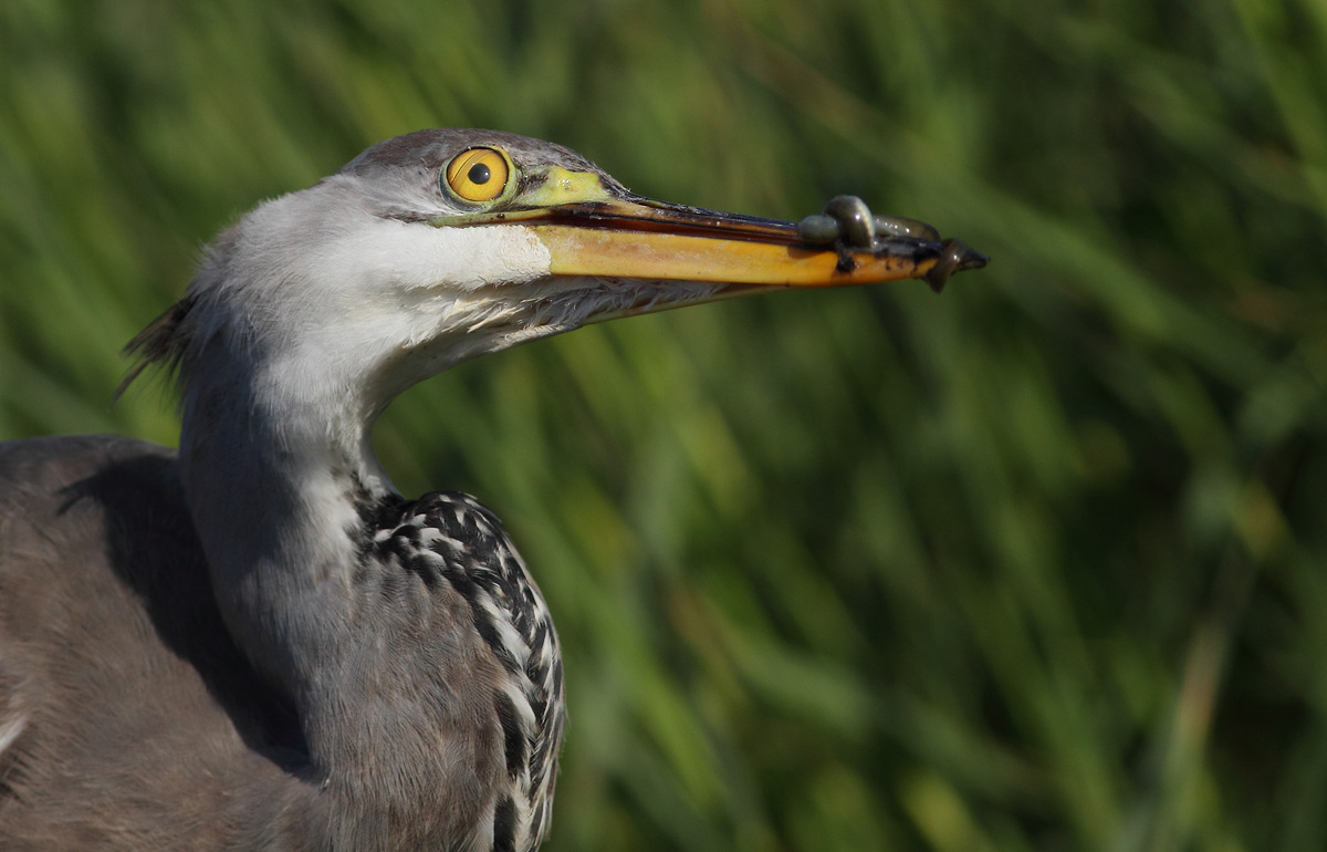 Grey Heron