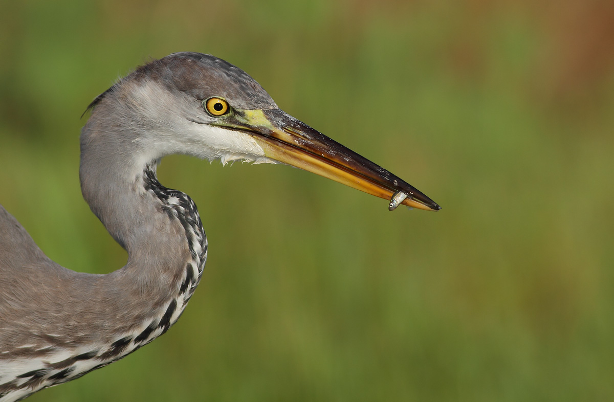Grey Heron