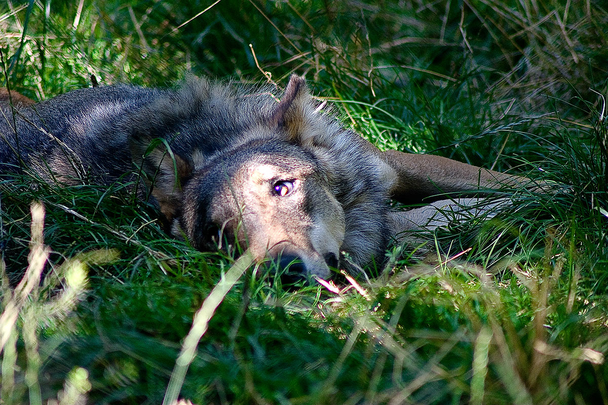 A look from the wolf ...