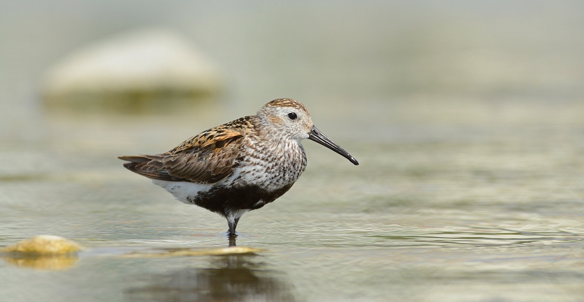Dunlin