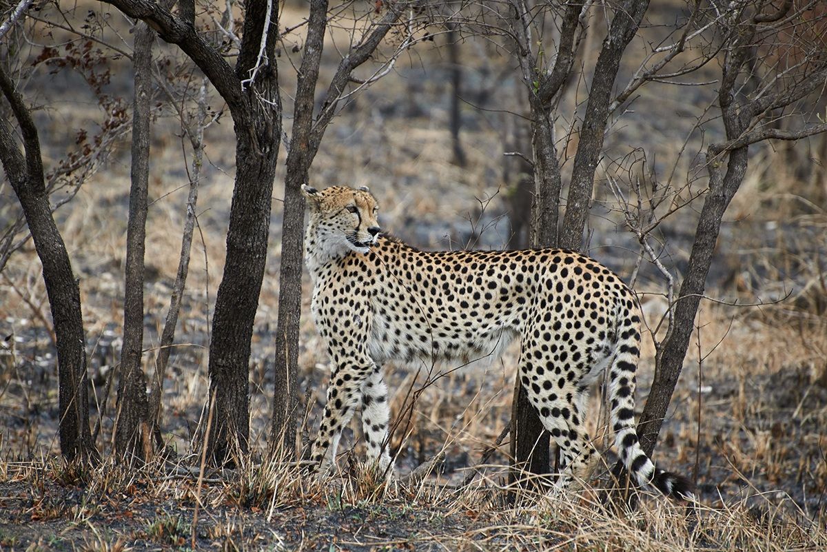 Cheetah in the Kruger