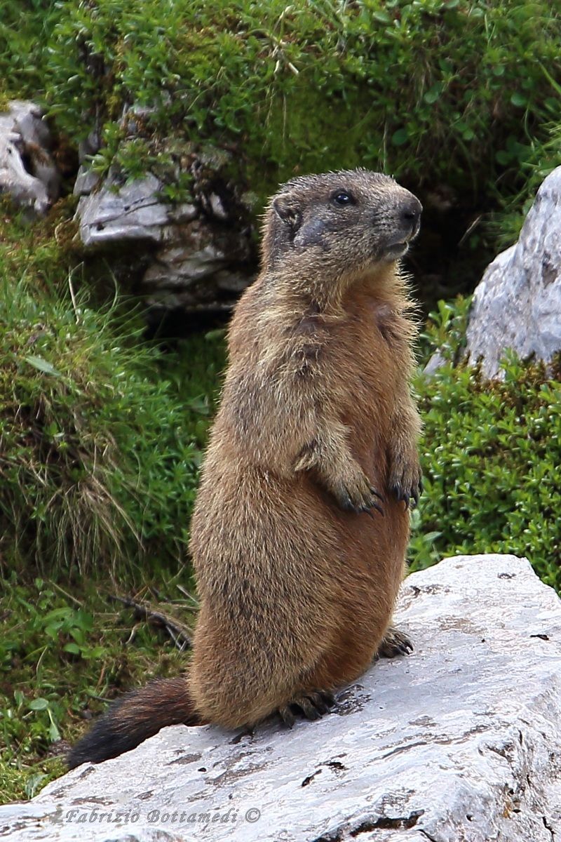The Marmot made me a model for the new tamron