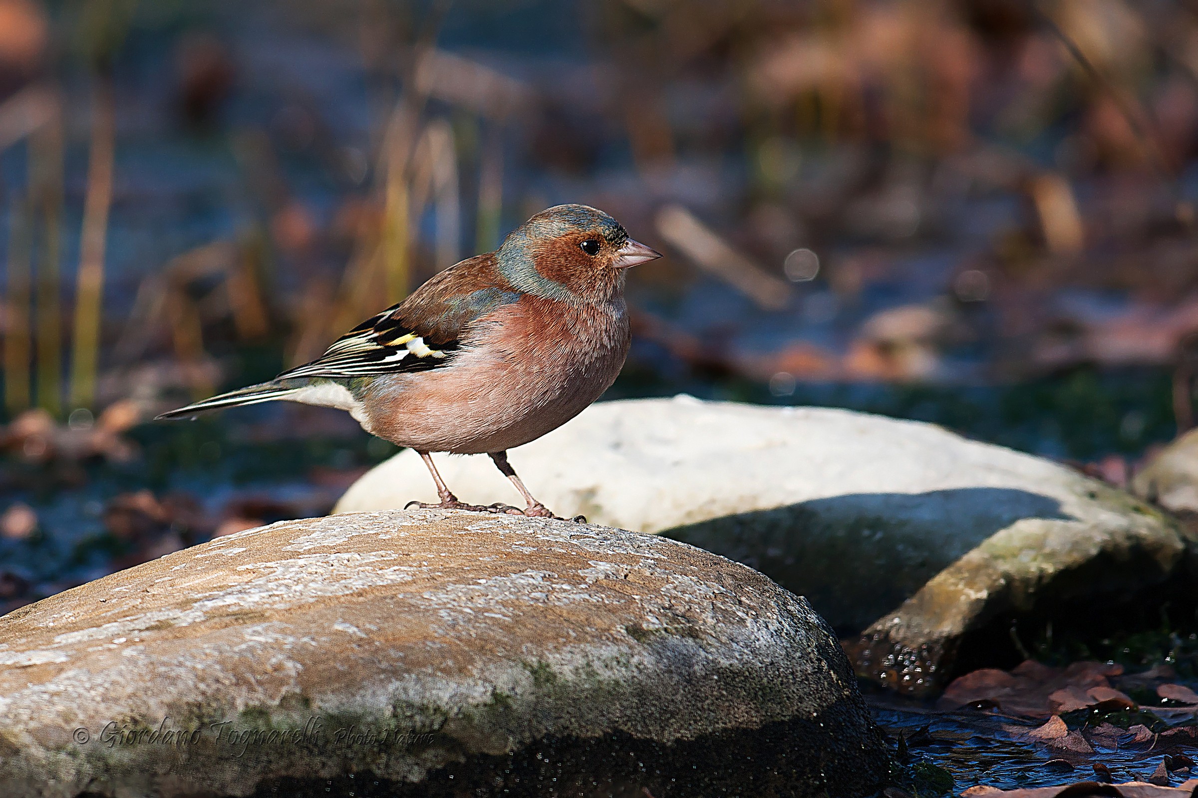 Chaffinch (Fringilla coelebs)