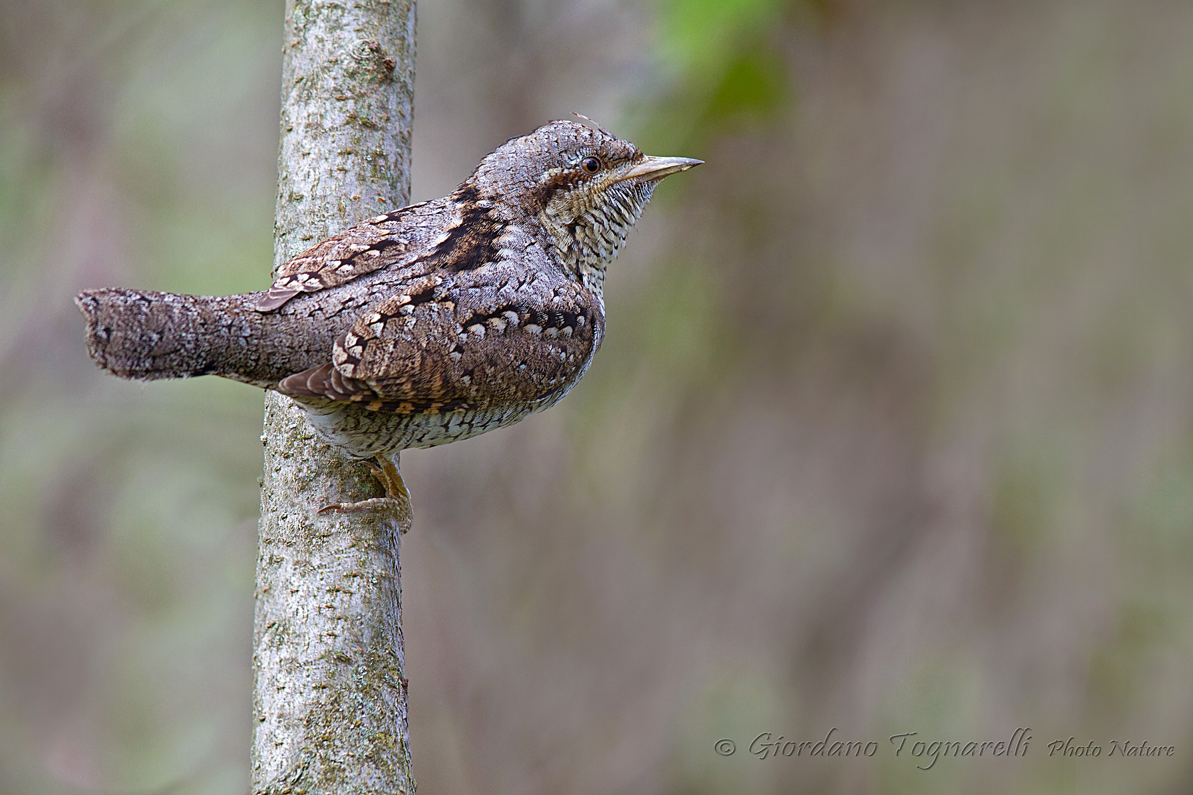 Wryneck (Jynx torquilla)