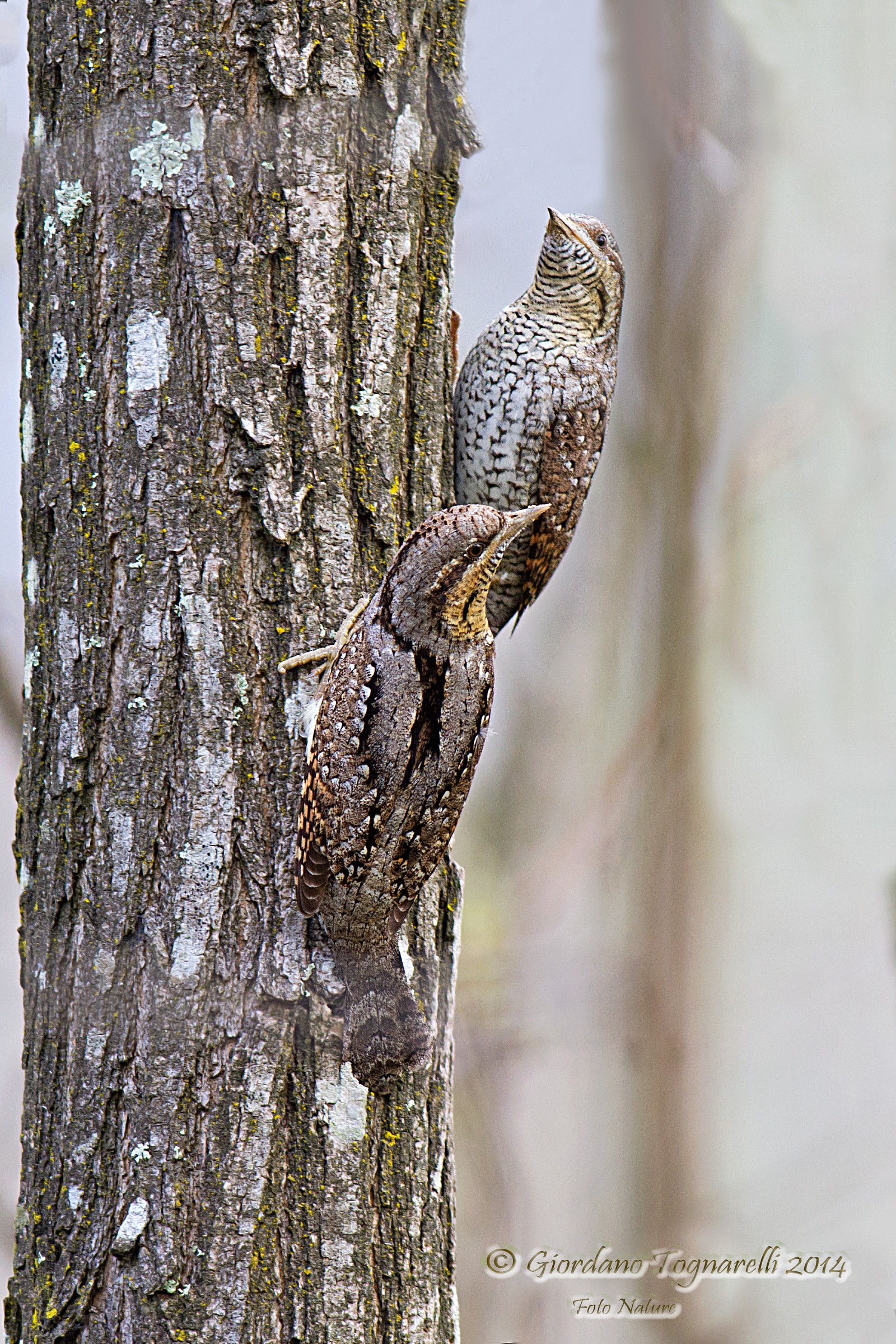 Pair of Wryneck (Jynx torquilla)