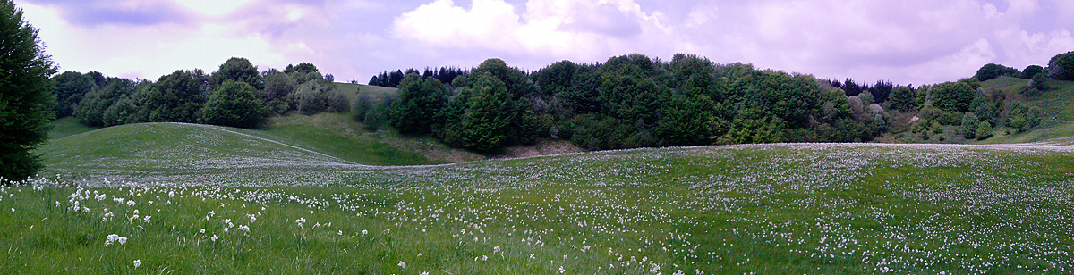 I giorni dei narcisi