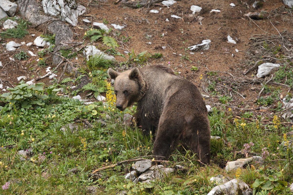 Still image of my encounter with the bear