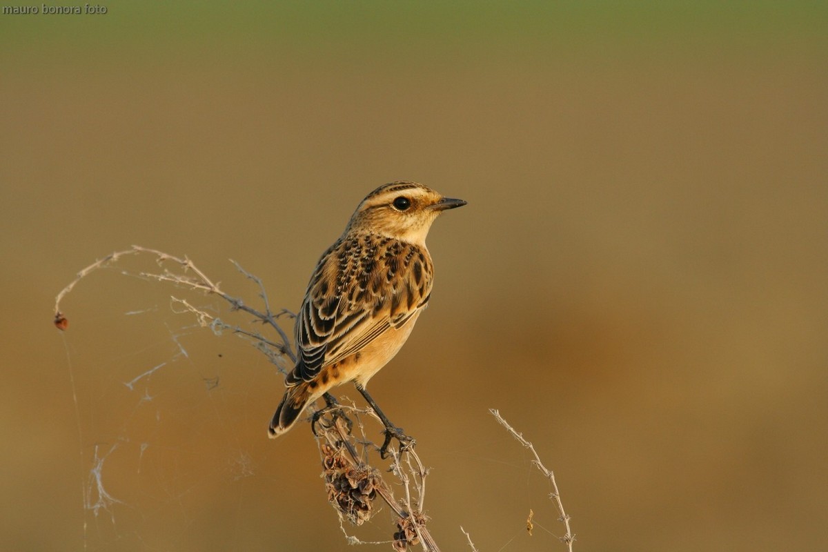 Whinchat