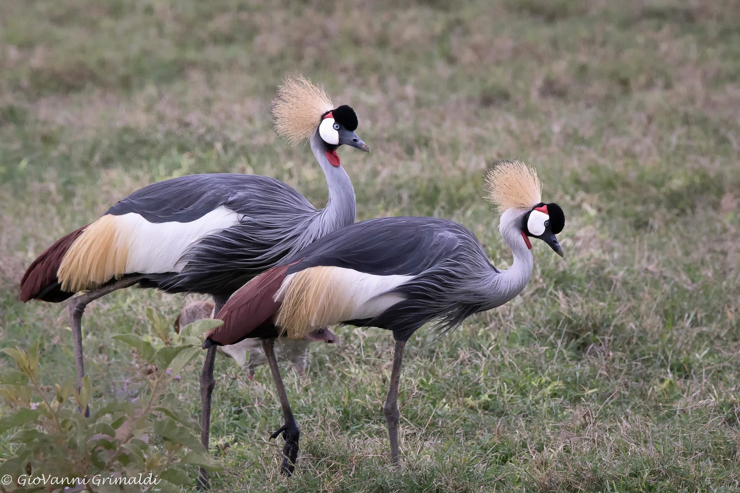 Gru Coronata del Senegal