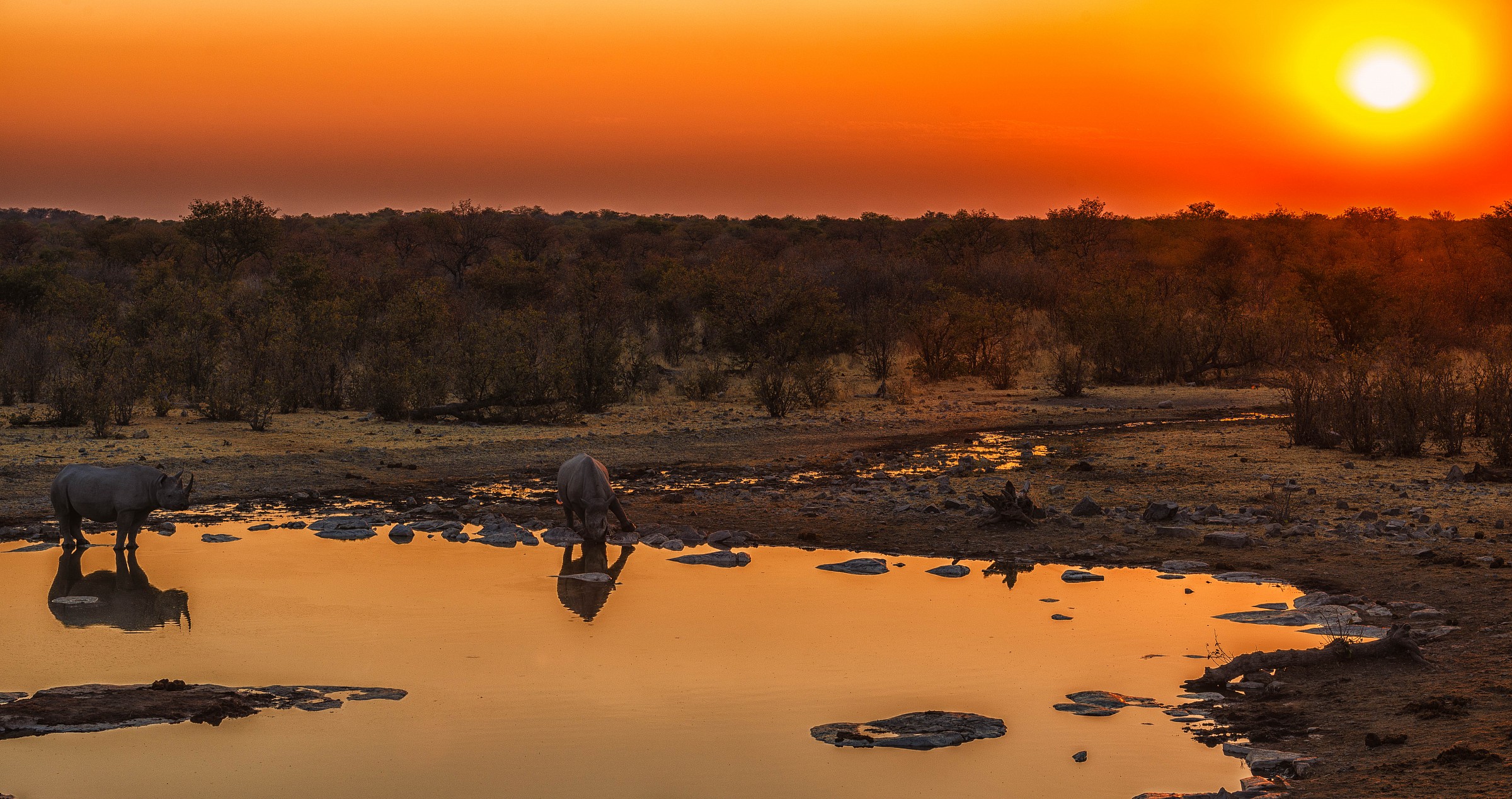 Black Rhino at sunset