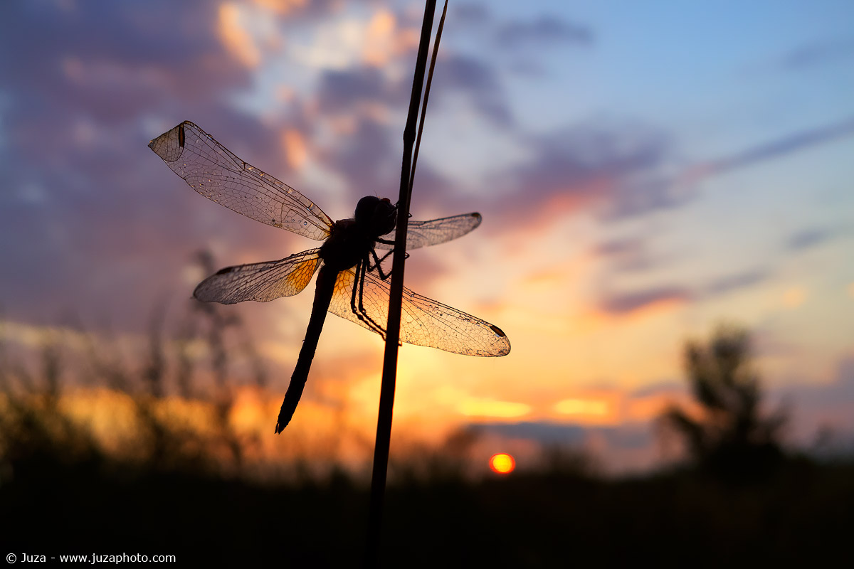 Dragonfly at dawn, with Nokia 1020
