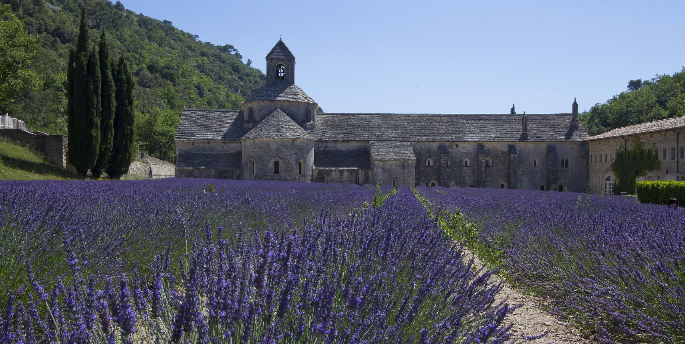 lavanda a Sénanque