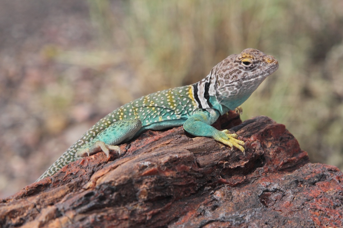 Lucertola dal collare