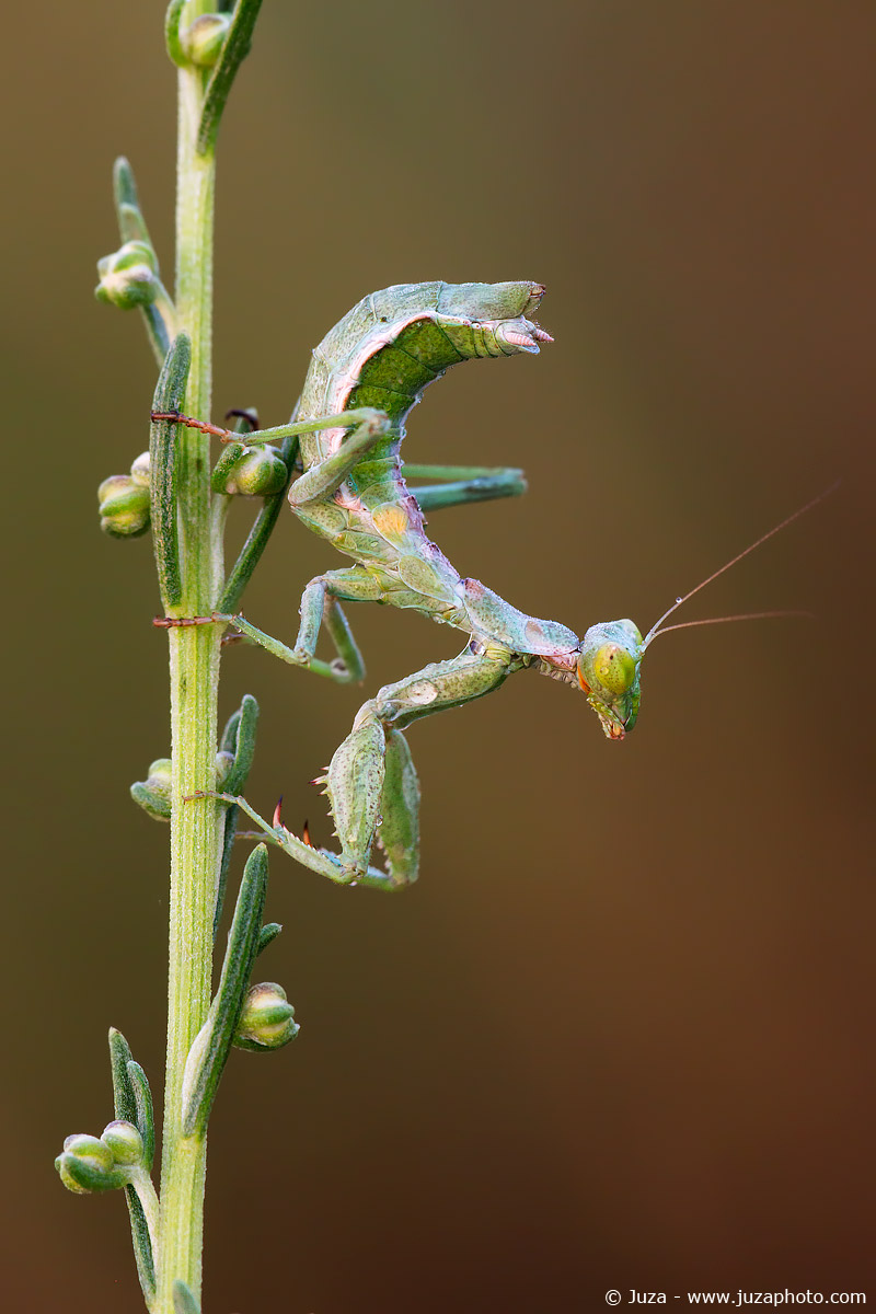Mantis, exemplary young