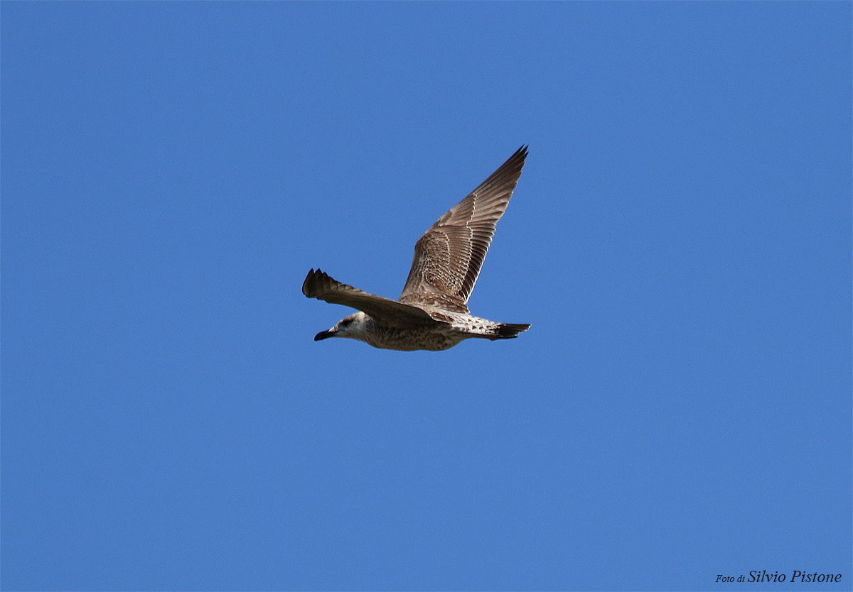 Herring Gulls