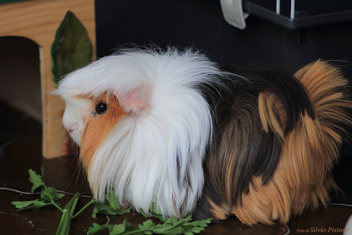 Guinea pig