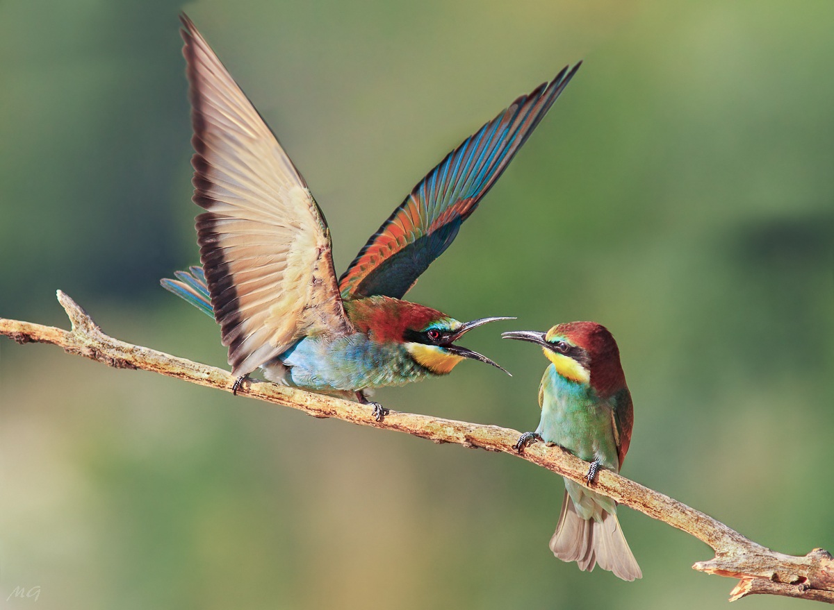 Merops apiaster (European Bee-eater)