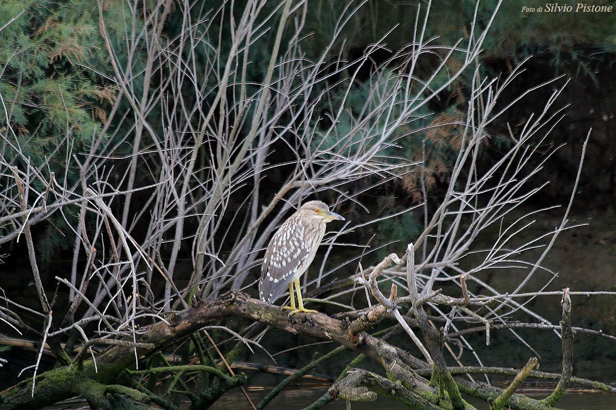 I do not know the name