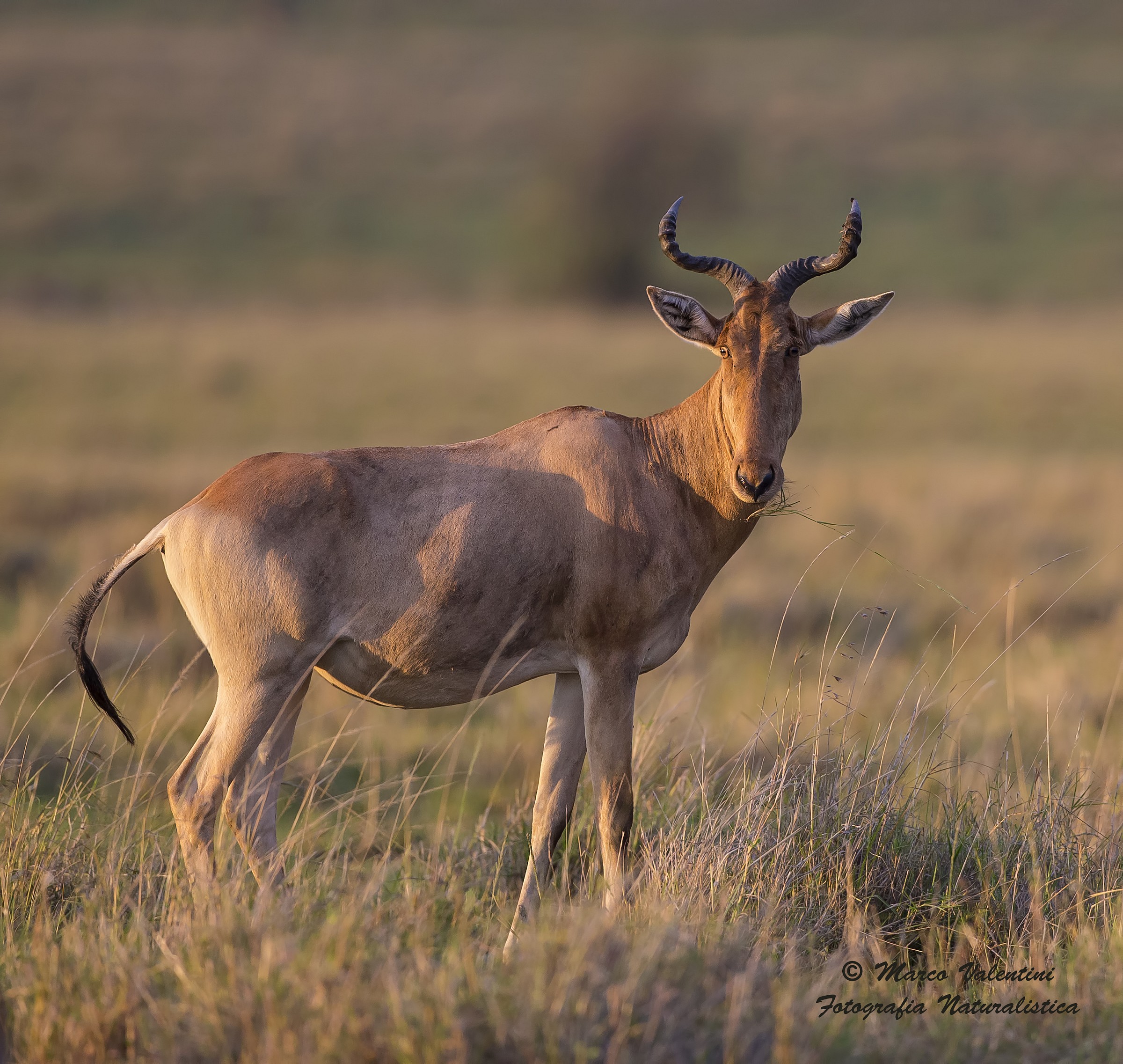 First light on kongoni