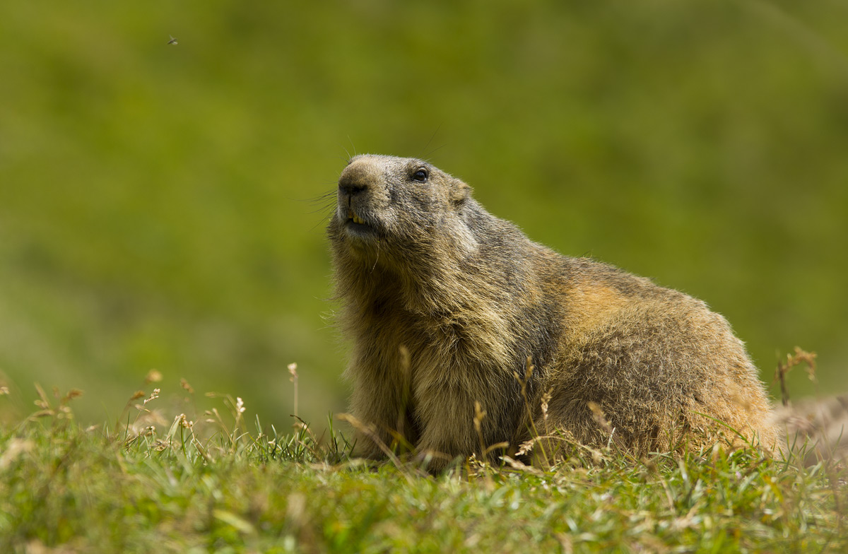 Marmot
