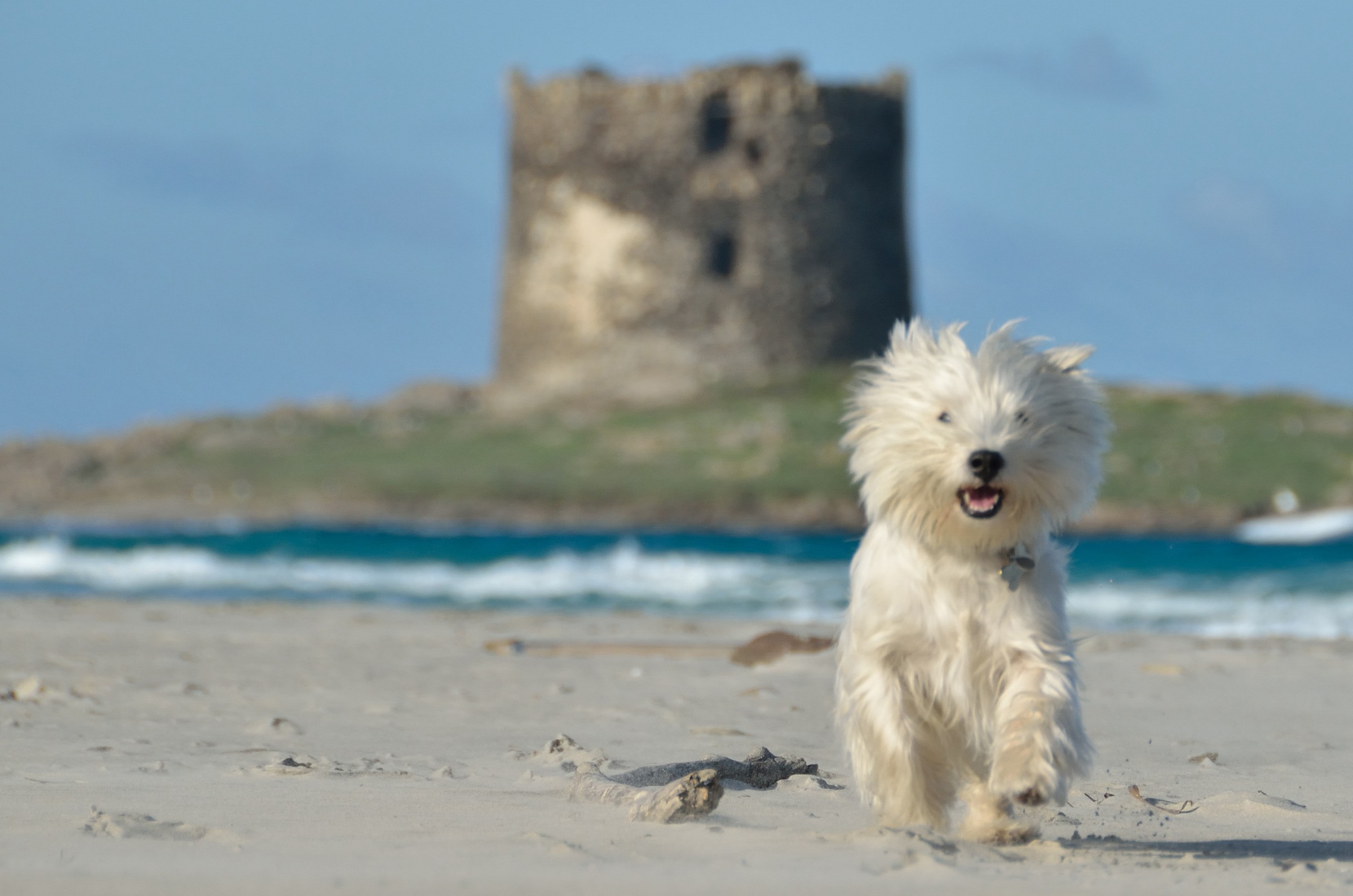 Hot Chilli Pepper (Arthur) at "The Hairy" beach